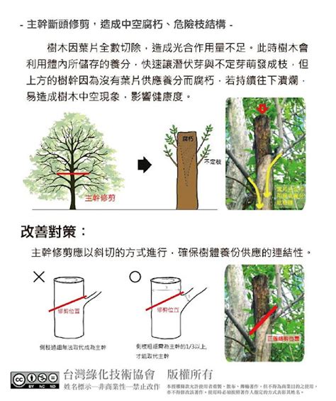 鋸樹方法|樹木修剪方法及正確修枝位置教學，喬木正確修剪原則